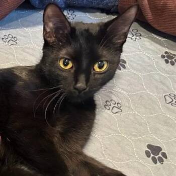 Domestic Short Hair Cats Available for Adoption in St. Louis, Missouri - Lemon Ice | PetCurious