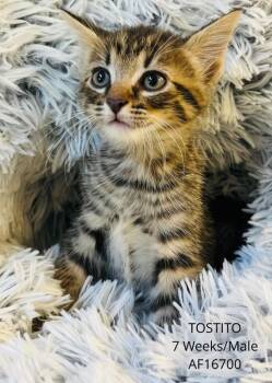 Tostito -  Domestic Short Hair Cat for Adoption - Tostito | PetCurious