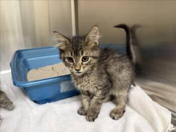 ZINE -  Domestic Short Hair Cat for Adoption in Santa Fe, New Mexico - ZINE | PetCurious