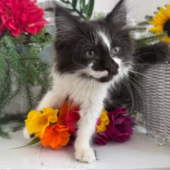 Two Egg Welly 56490 -  Domestic Long Hair Cat for Adoption in Eaton Rapids, Michigan - Two Egg Welly 56490 | PetCurious