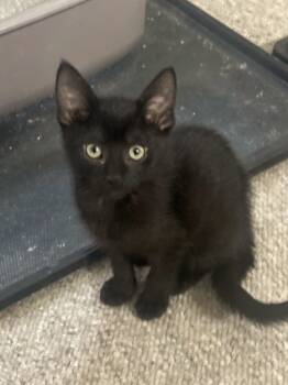 Rescue American Shorthair Cats for Adoption in Calimesa, California - Max | PetCurious