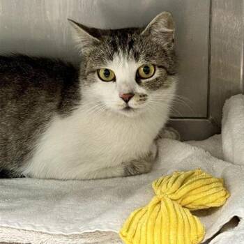 Kayla -  Domestic Short Hair Cat for Adoption in Long Beach, California - Kayla | PetCurious