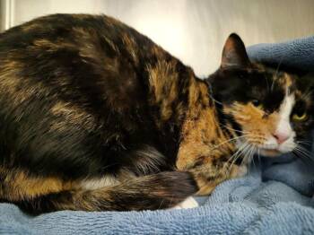 Domestic Short Hair Cats Available for Adoption - RUTHY | PetCurious