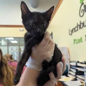 Starfield -  Domestic Short Hair Cat for Adoption in Lynchburg, Virginia - Starfield | PetCurious