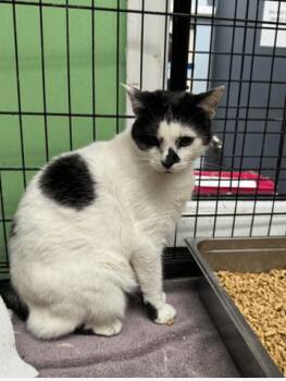 Rescue Domestic Short Hair Cats for Adoption in Chicago, Illinois - Dotty | PetCurious