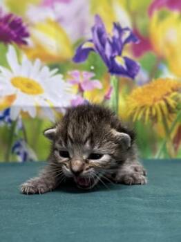 Domestic Short Hair Cats Available for Adoption in San Antonio, Texas - Wanda | PetCurious