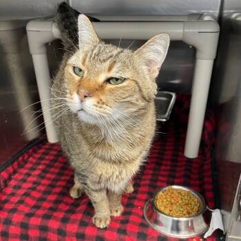 Stinkey -  Domestic Short Hair Cat for Adoption in Roanoke, Virginia - Stinkey | PetCurious