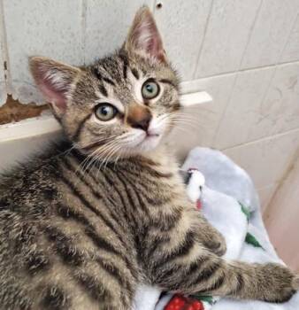 Shaboozey -  Domestic Short Hair Cat Available for Adoption in Quakertown, Pennsylvania - Shaboozey | PetCurious
