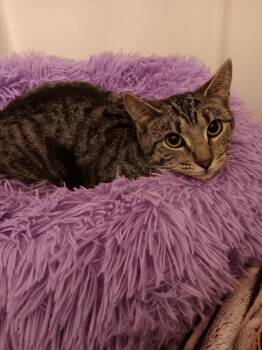Rescue Tabby Cats for Adoption in Ocala, Florida - Birdie | PetCurious