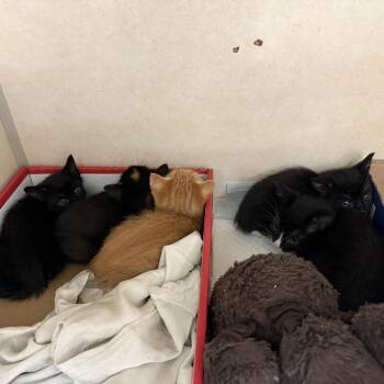 Domestic Short Hair Cats Available for Adoption in Westminster, California - Xoloitzcuintli (Xolo) | PetCurious