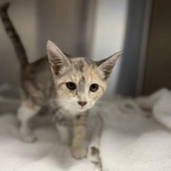 Fabulosa -  Domestic Short Hair Cat for Adoption in Bullhead City, Arizona - Fabulosa | PetCurious