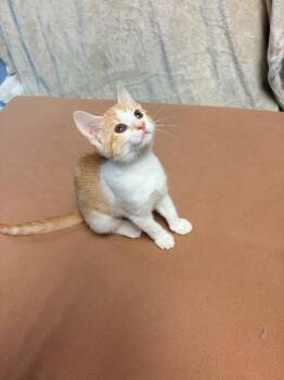 Pretzel -  Domestic Short Hair Cat for Adoption in Huntington, Indiana - Pretzel | PetCurious