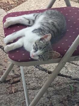 Niven- WH/T -  Domestic Short Hair Cat for Adoption in Liberty, New York - Niven- WH/T | PetCurious