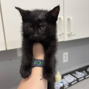 Pop It -  Domestic Short Hair Cat for Adoption in Spokane, Washington - Pop It | PetCurious