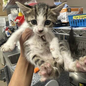 Domestic Short Hair Cats Available for Adoption in League City, Texas - Denji | PetCurious