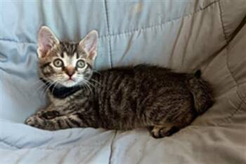 SAMWISE -  Domestic Short Hair Cat for Adoption in Tustin, California - SAMWISE | PetCurious