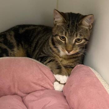 Domestic Short Hair Cats Available for Adoption in West Palm Beach, Florida - Chunk | PetCurious