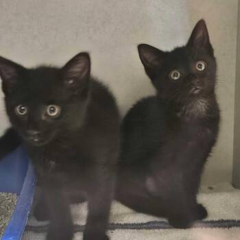 Domestic Short Hair Cats Available for Adoption in Dayton, Ohio - Honeynut | PetCurious