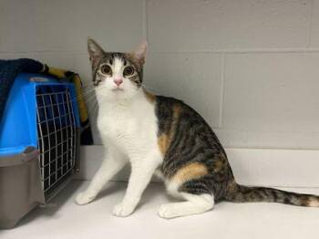 Cici -  Domestic Short Hair Cat for Adoption in Kansas City, Missouri - Cici | PetCurious
