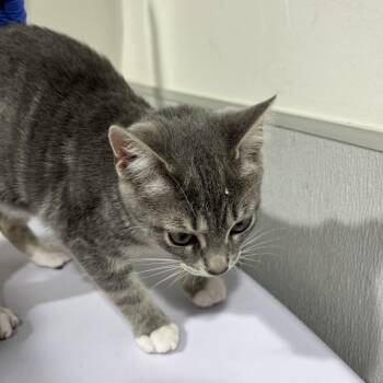 Glenda -  Domestic Short Hair Cat for Adoption in Tampa, Florida - Glenda | PetCurious