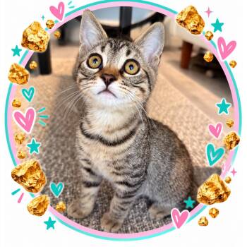 Nugget -  Tabby Cat for Adoption in Morgan Hill, California - Nugget | PetCurious