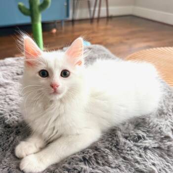 Domestic Medium Hair Cats Available for Adoption in Park Row, Texas - Hunter | PetCurious