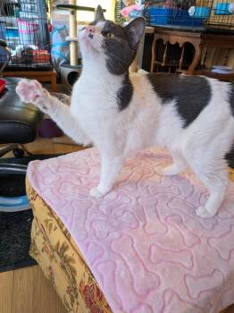 Gilly -  Domestic Short Hair Cat for Adoption in Arthur, Ontario - Gilly | PetCurious