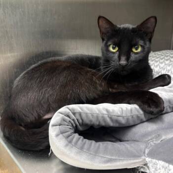 Cady -  Domestic Short Hair Cat Available for Adoption in Corpus Christi, Texas - Cady | PetCurious