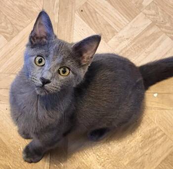 Hestia -  Domestic Short Hair Cat for Adoption in Lenexa, Kansas - Hestia | PetCurious