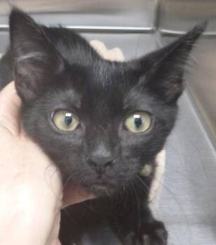 Domestic Short Hair Cats Available for Adoption in Lafayette, Louisiana - Shadow | PetCurious