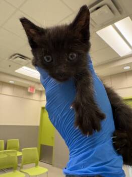 ARLO -  Domestic Medium Hair Cat for Adoption in Las Vegas, Nevada - ARLO | PetCurious