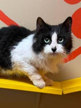 Whiskey -  Domestic Long Hair Cat for Adoption in Maryville, Missouri - Whiskey | PetCurious