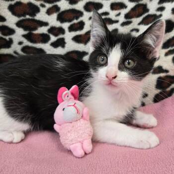 Darla -  Domestic Short Hair Cat for Adoption in West Olive, Michigan - Darla | PetCurious