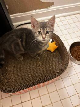 Baskin Robins (Ice Cream Litter) -  Domestic Short Hair Cat for Adoption in Baltimore, Maryland - Baskin Robins (Ice Cream Litter) | PetCurious