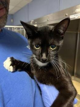 Jan Brady -  Domestic Short Hair Cat for Adoption - Jan Brady | PetCurious