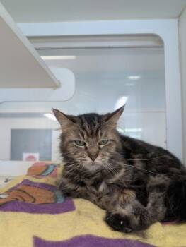 Eva -  Domestic Long Hair and Domestic Short Hair Cat for Adoption in Columbus, Indiana - Eva | PetCurious