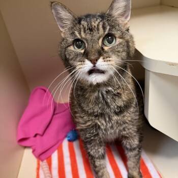 Domestic Short Hair Cats Available for Adoption in Elyria, Ohio - Cleopatra | PetCurious