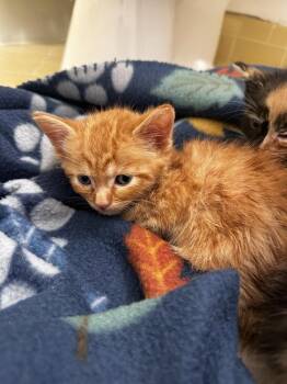 Little Bear -  Domestic Short Hair Cat for Adoption in Greensboro, North Carolina - Little Bear | PetCurious