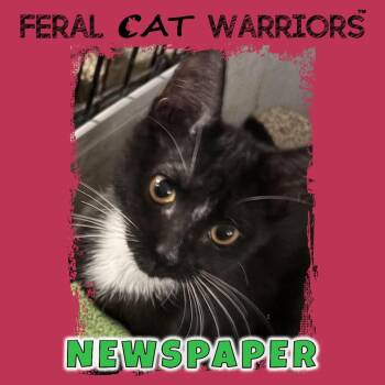 Newspaper -  Domestic Short Hair Cat for Adoption in Kingman, Arizona - Newspaper | PetCurious