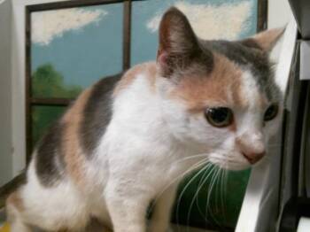 Domestic Short Hair Cats Available for Adoption - BLOOM | PetCurious