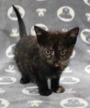 Hazel -  Domestic Short Hair Cat for Adoption in Vacaville, California - Hazel | PetCurious