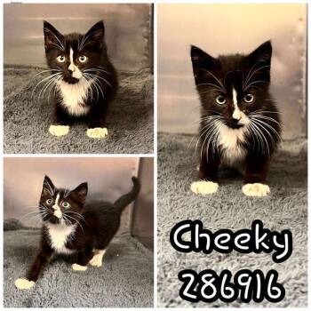 Rescue Domestic Short Hair Cats for Adoption in Macon, Georgia - CHEEKY | PetCurious