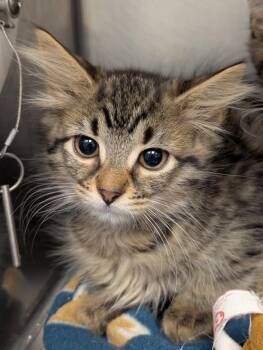 Snickerdoodle -  Domestic Long Hair Cat for Adoption in Defiance, Ohio - Snickerdoodle | PetCurious