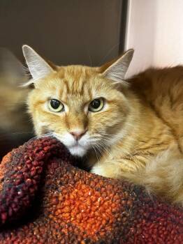 Funk -  Domestic Medium Hair Cat for Adoption in Logan, Utah - Funk | PetCurious