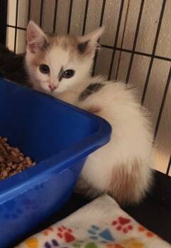 Jennifurr Aniston -  Domestic Short Hair Cat for Adoption in Douglasville, Georgia - Jennifurr Aniston | PetCurious