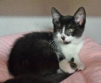 Domestic Short Hair Cats Available for Adoption in Delhi, New York - PARODY | PetCurious