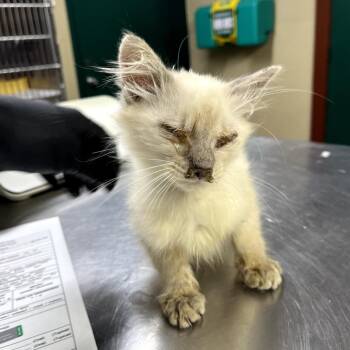 Domestic Long Hair Cats Available for Adoption in Pauls Valley, Oklahoma - Benedict | PetCurious