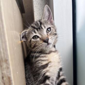 Buffalo -  Domestic Short Hair Cat for Adoption in Los Angeles, California - Buffalo | PetCurious
