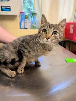 Domestic Short Hair Cats Available for Adoption in Cookeville, Tennessee - TACOMA | PetCurious