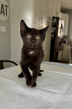 Donnie -  Domestic Short Hair Cat for Adoption in East Amherst, New York - Donnie | PetCurious
